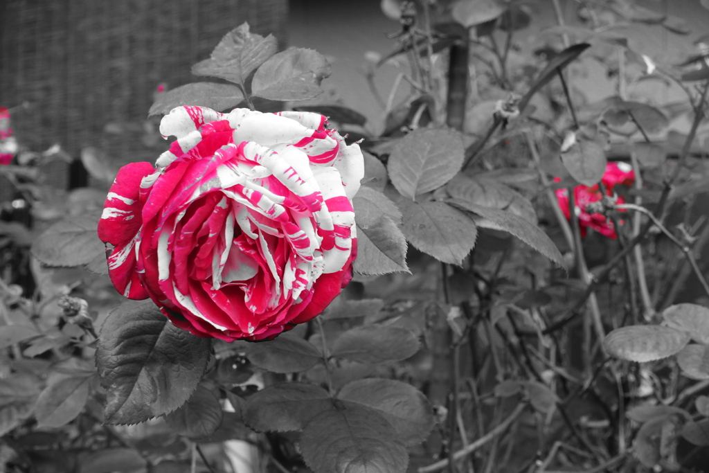 たぶん　薔薇