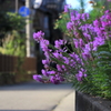 お花