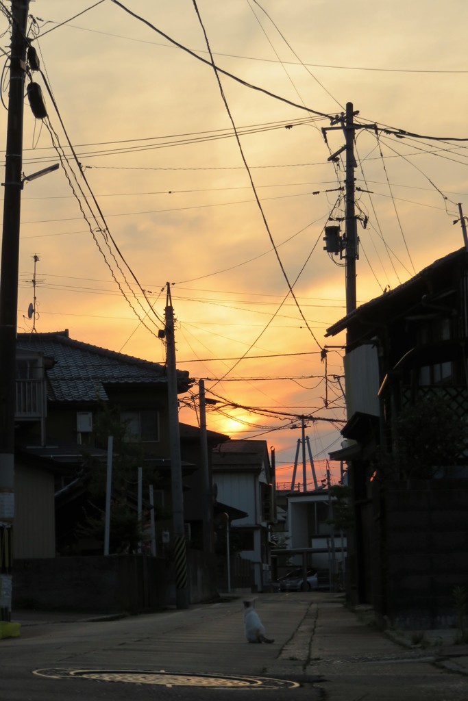 ネコも黄昏ます