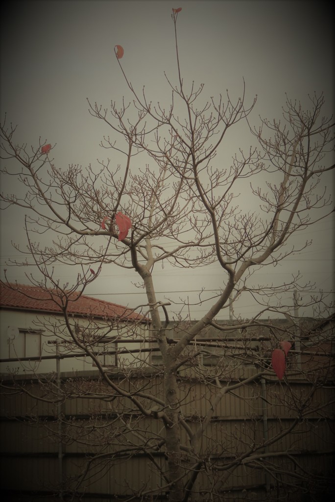 冬間近