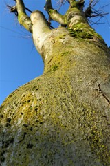 苔の生えた樹