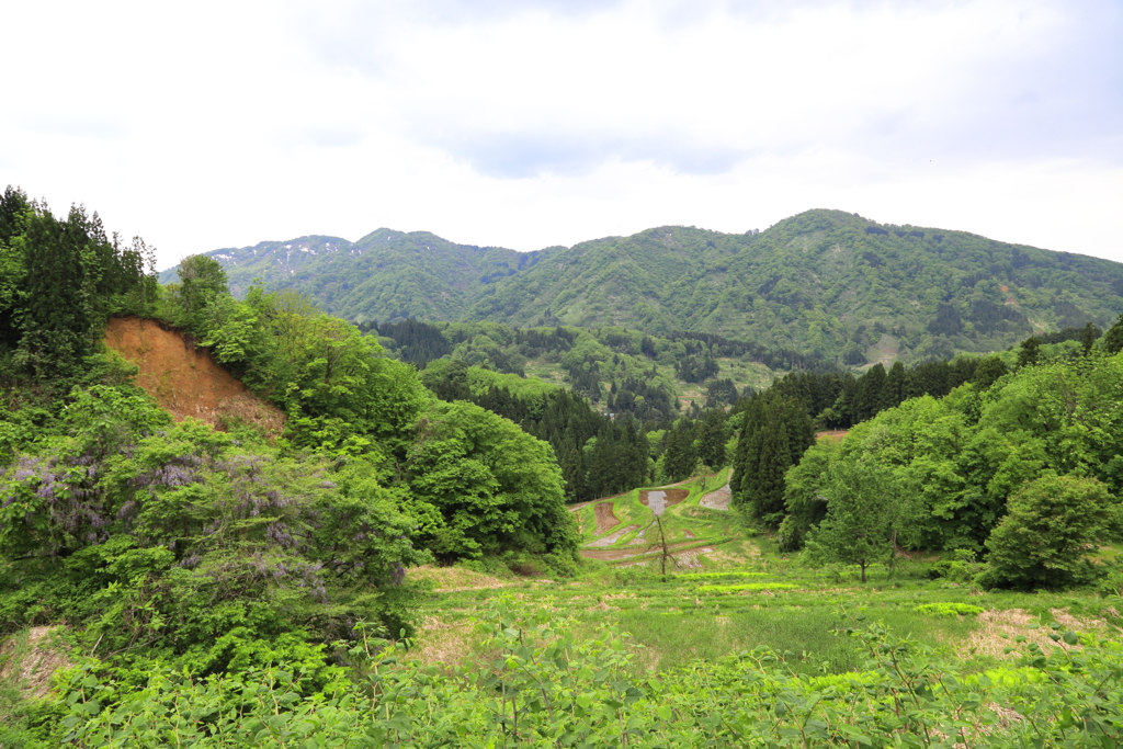 小っちゃい棚田