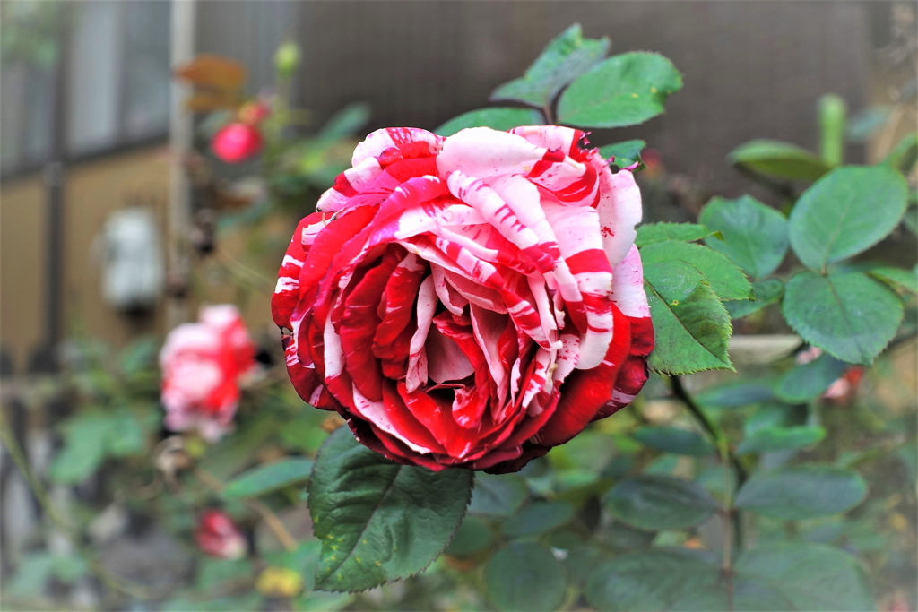 おそらく　薔薇