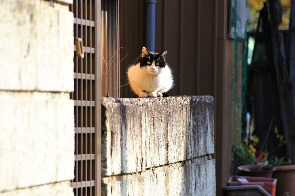 目が合った！