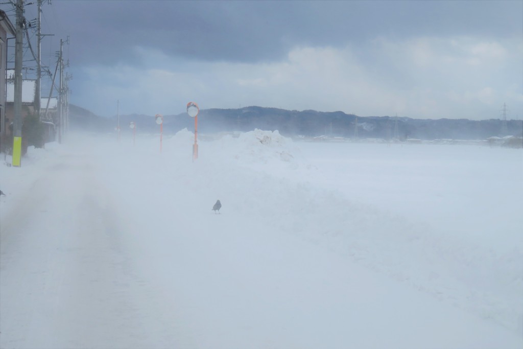 地吹雪とカラス