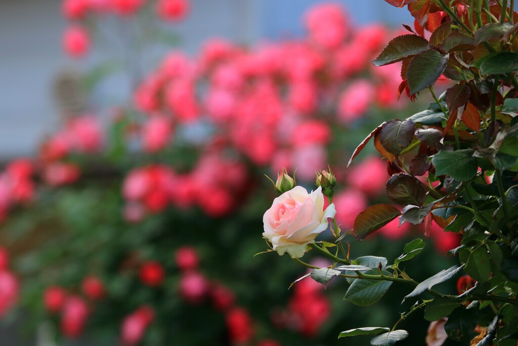 薔薇