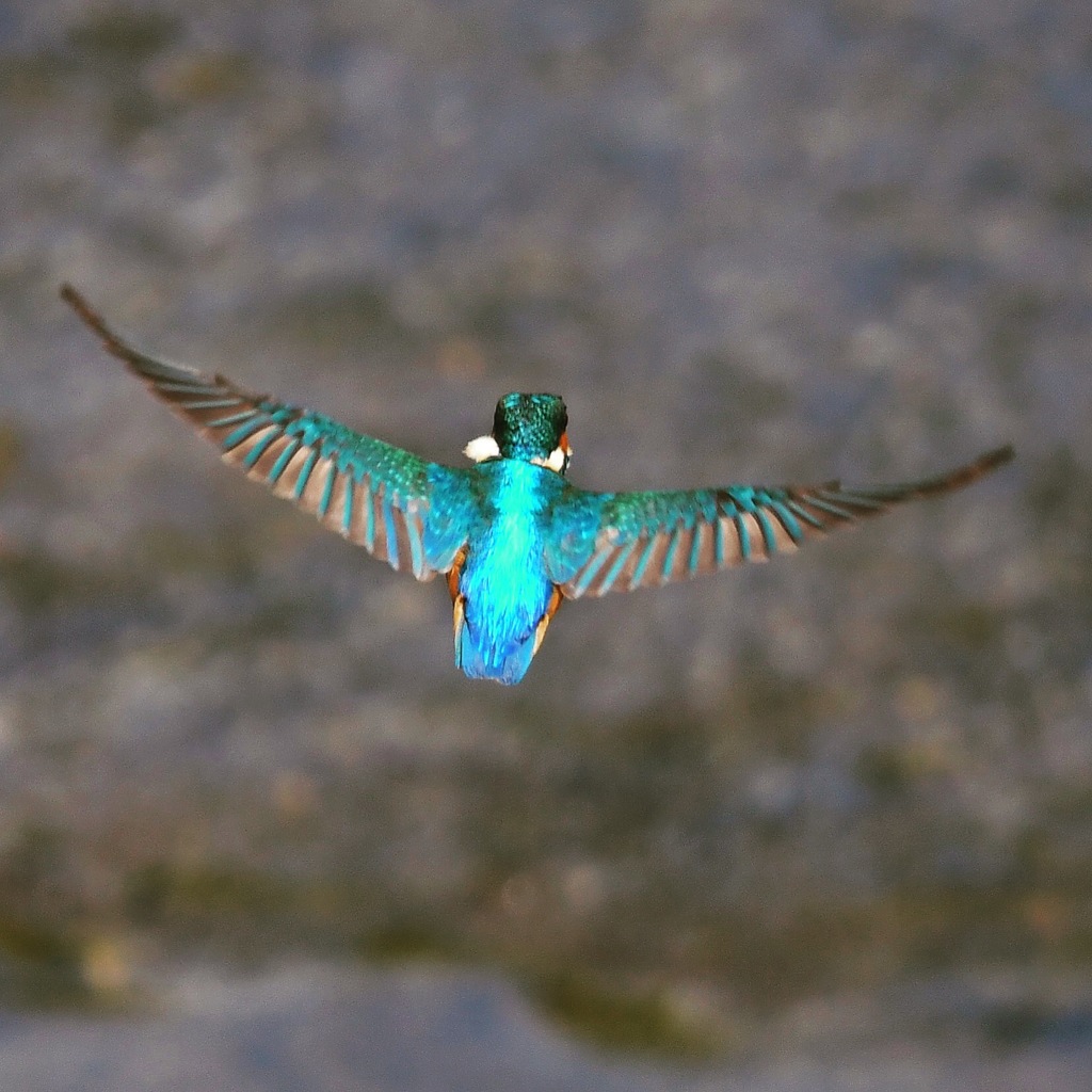 Kingfisher (((o(*ﾟ▽ﾟ*)o)))♡