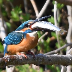 いただきます ～♪。