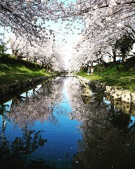 元荒川のさくら並木