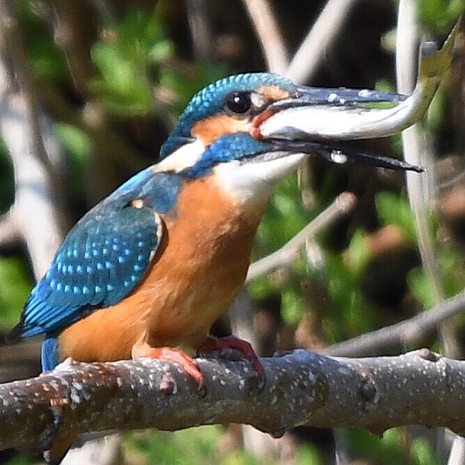 いただきます ～♪。