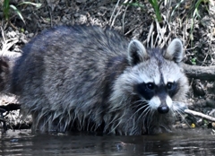 野生のアライグマさん (=^・^=)。