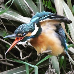 カワセミ (''◇'')ゞ