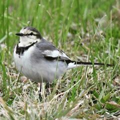 ハクセキレイ (^_-)-☆