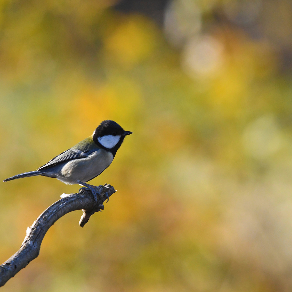 シジュウカラ (*^^*)