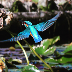 カワセミ (''◇'')ゞ