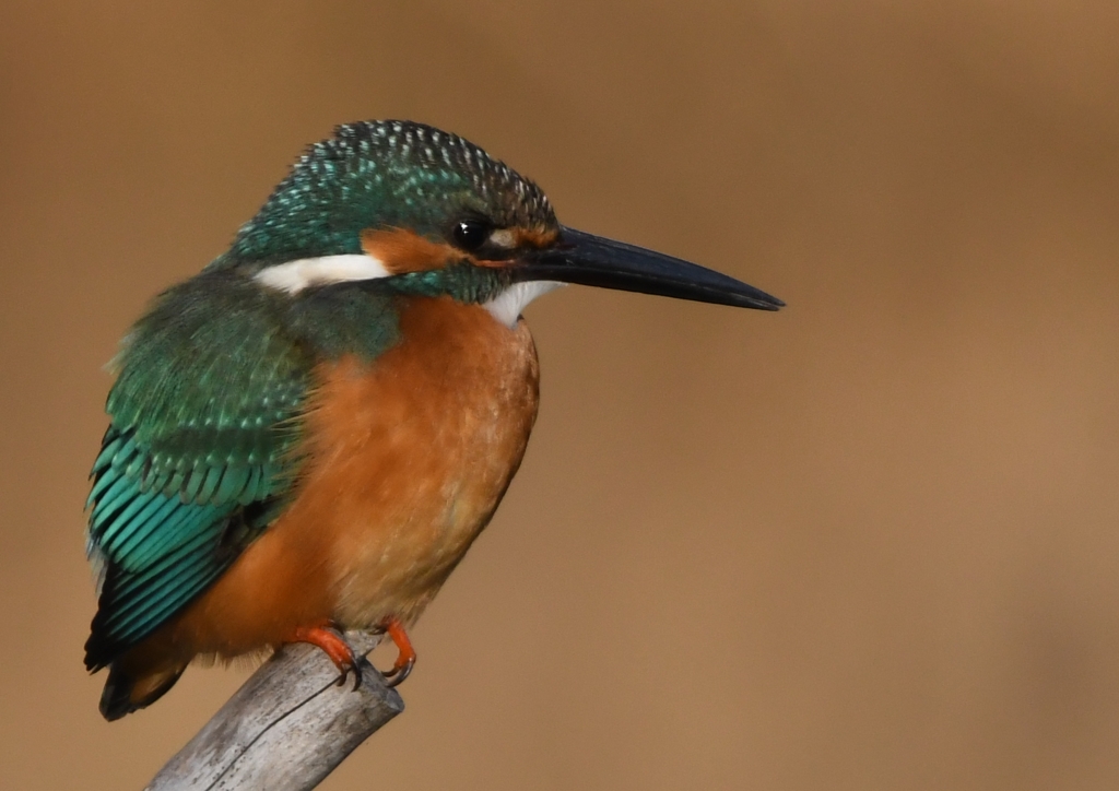 久々でした (''◇'')ゞ。