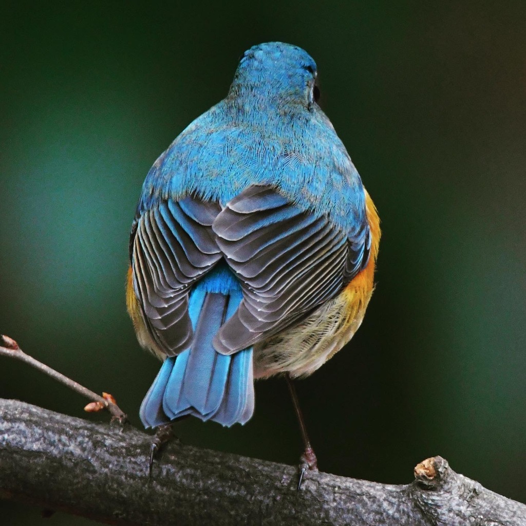 ルリビタキ (^^♪