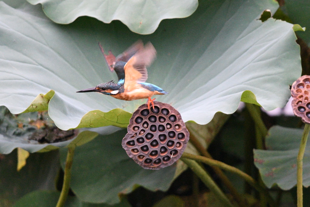 ダッシュ !(^^)!。