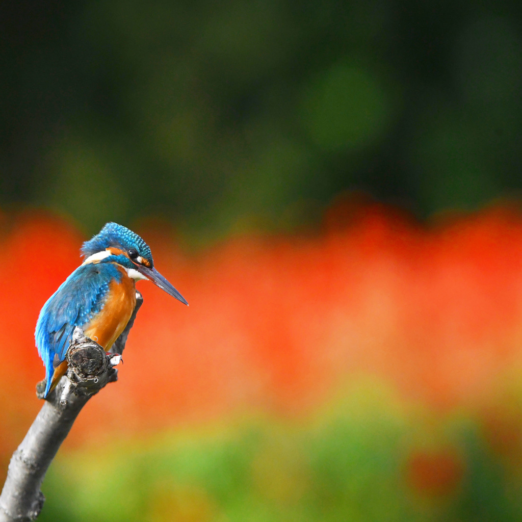 カワセミ ☆(^^)☆
