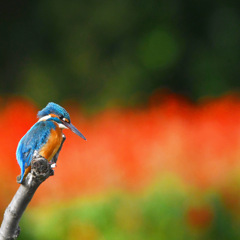 カワセミ ☆(^^)☆