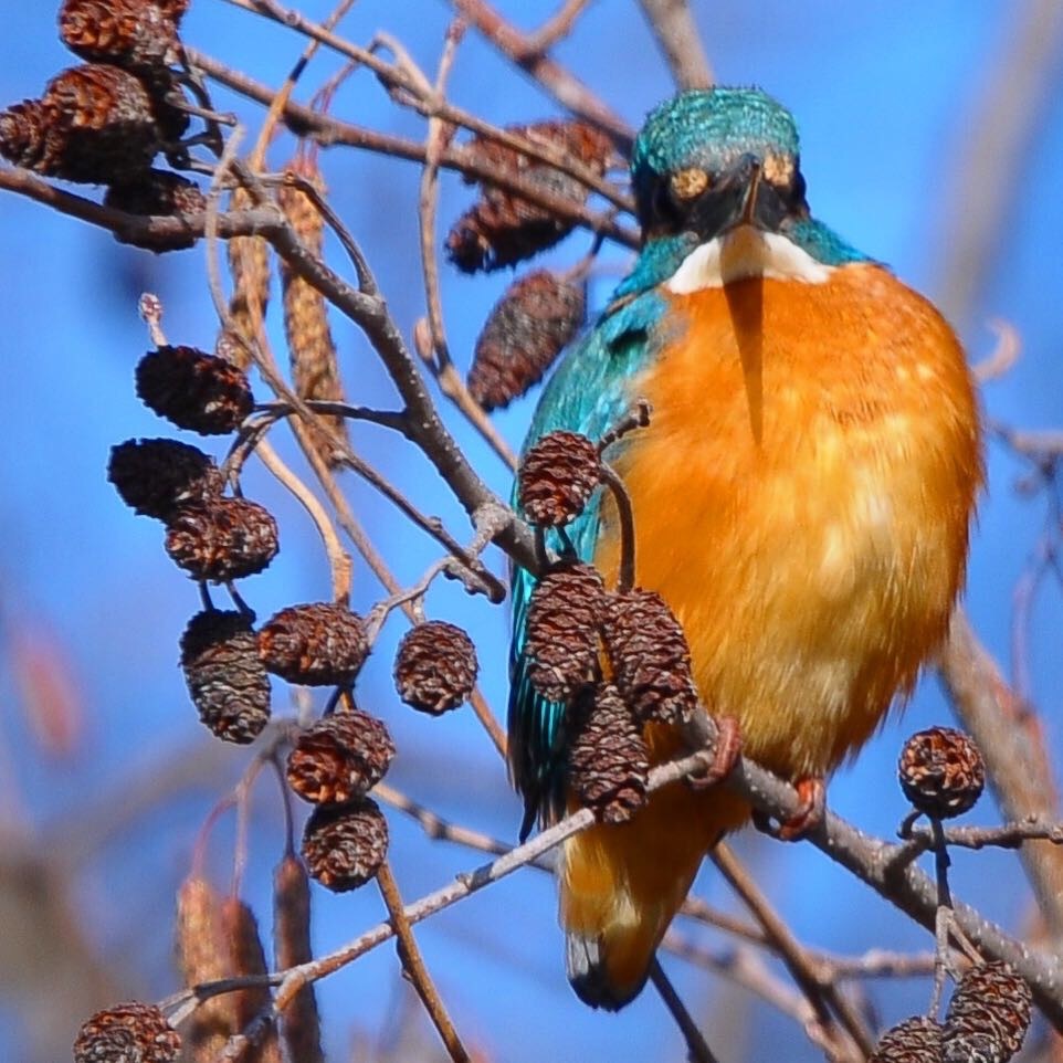 カワセミ (*^▽^*)