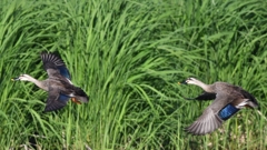 カルガモ飛行隊、低空飛行訓練 ('◇')ゞ。