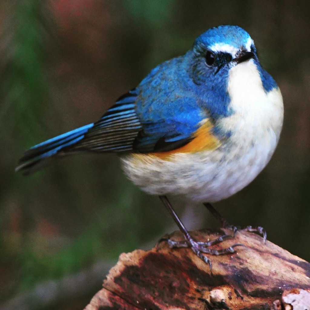 ルリビタキ (^^)/~~~