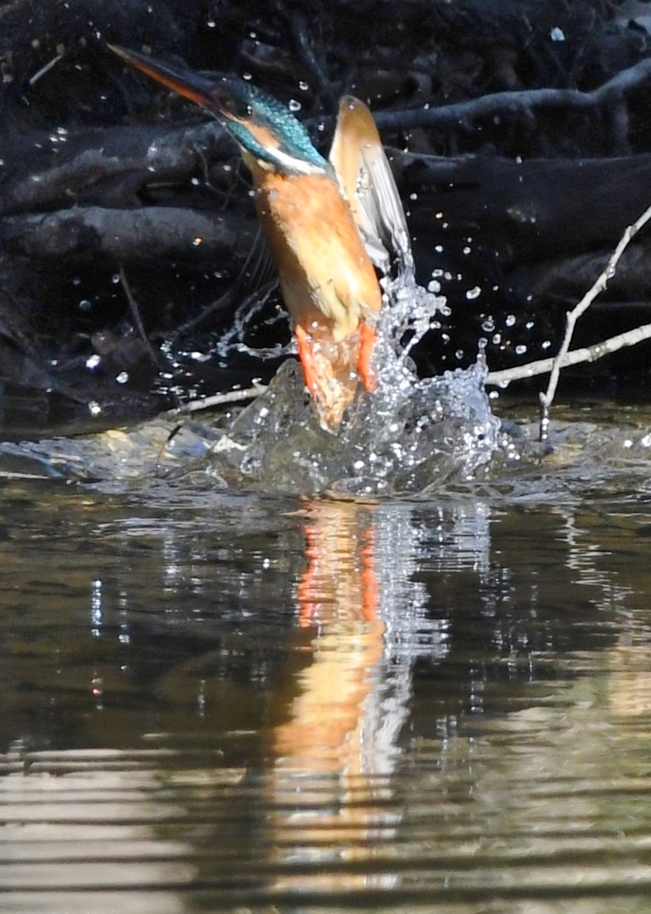 Diving scene of kingfisher