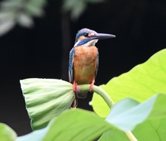 シャワーヘッド、横乗り 2。