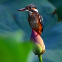 ハスカワ (^○^)。