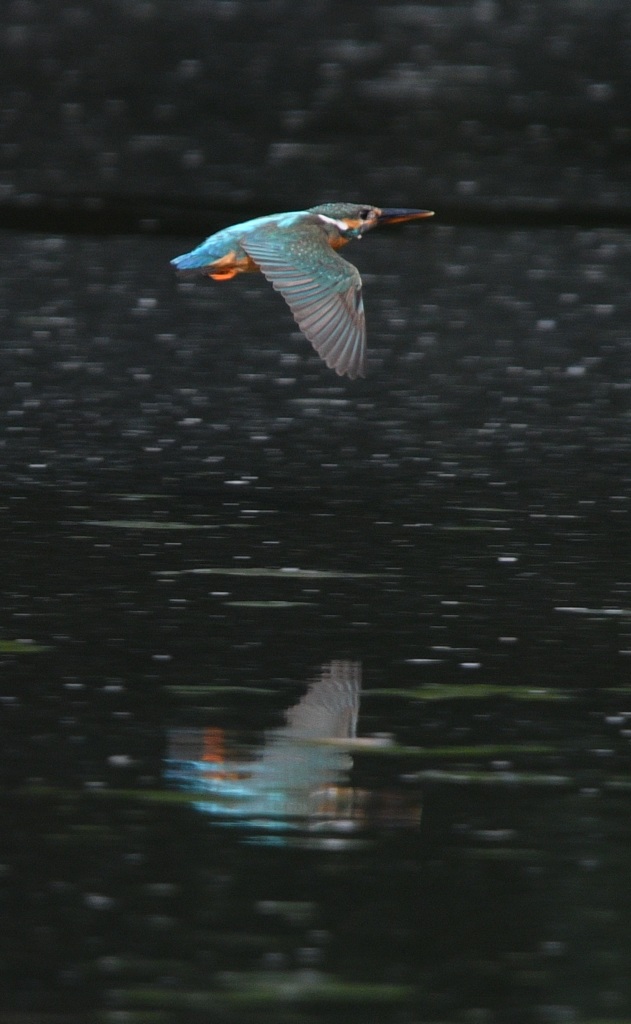 飛んで飛んで～。