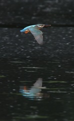 飛んで飛んで～。