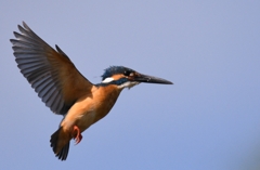 Good old hovering ！！！ (''◇'')ゞ