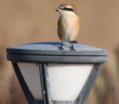 君、意外と可愛いね ('◇')ゞ。