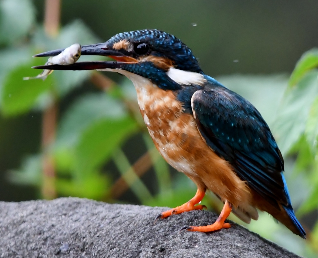 食欲の秋 (''◇'')ゞ ～ いただきます  ～