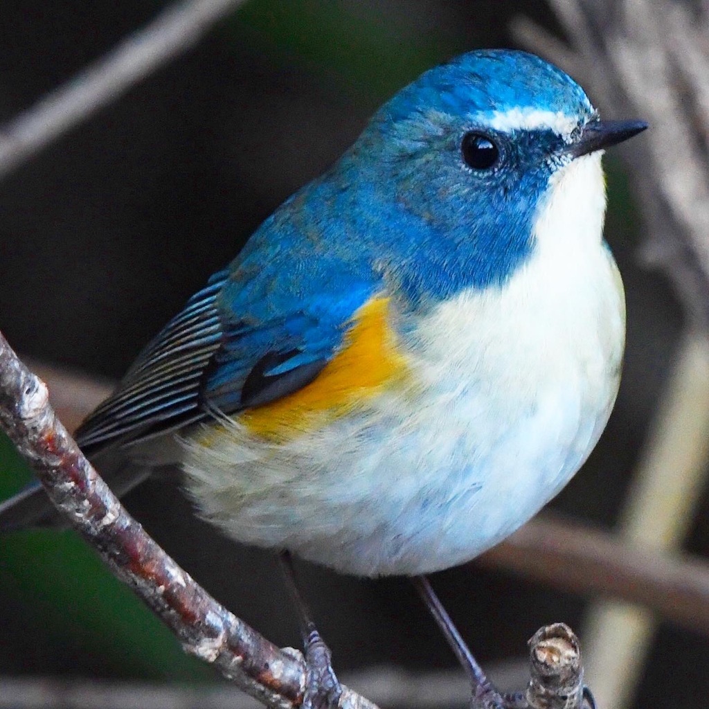 ルリビタキ (^^)/~~~