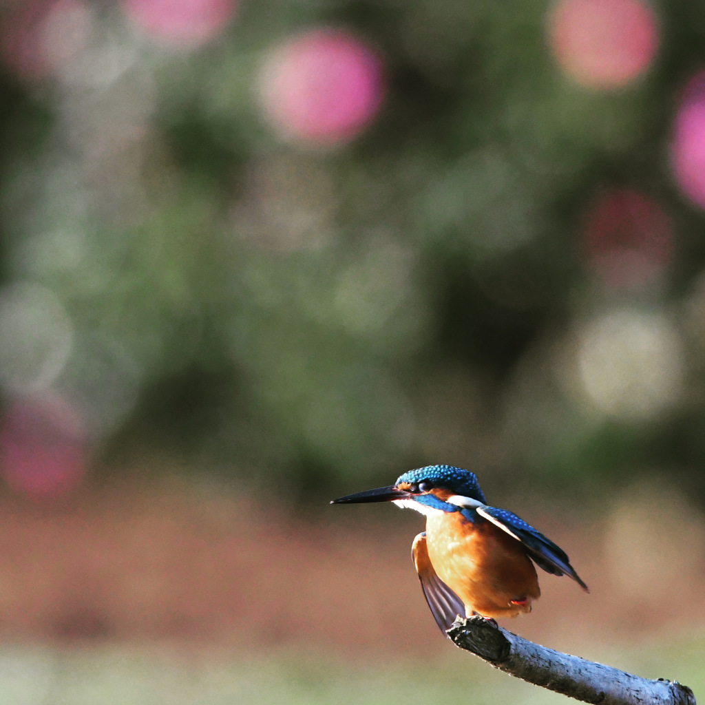 カワセミ ☆(^^)☆