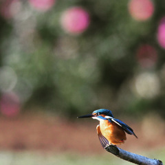 カワセミ ☆(^^)☆