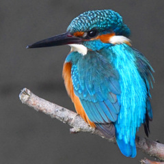 カワセミ (''◇'')ゞ