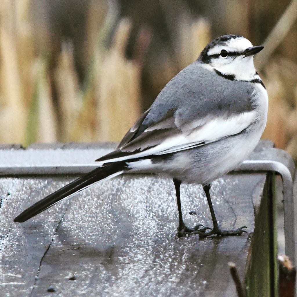 ハクセキレイ (^3^)/