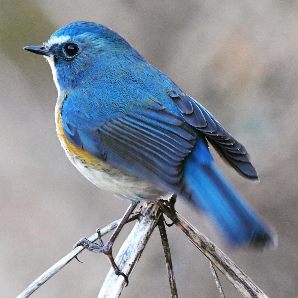 ルリビタキ (=^・^=)