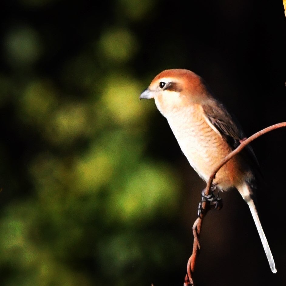 モズさん (=^・^=)