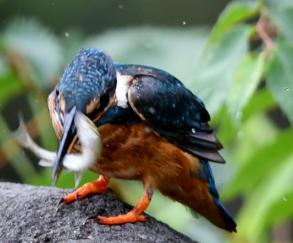 食欲の秋 (''◇'')ゞ ～ 採ったぞ  ～