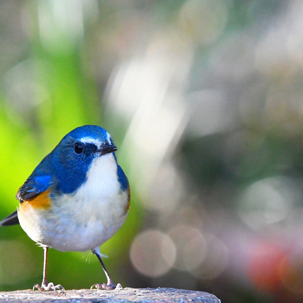 ルリビタキ !(^^)!