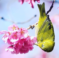 さくジローさん。