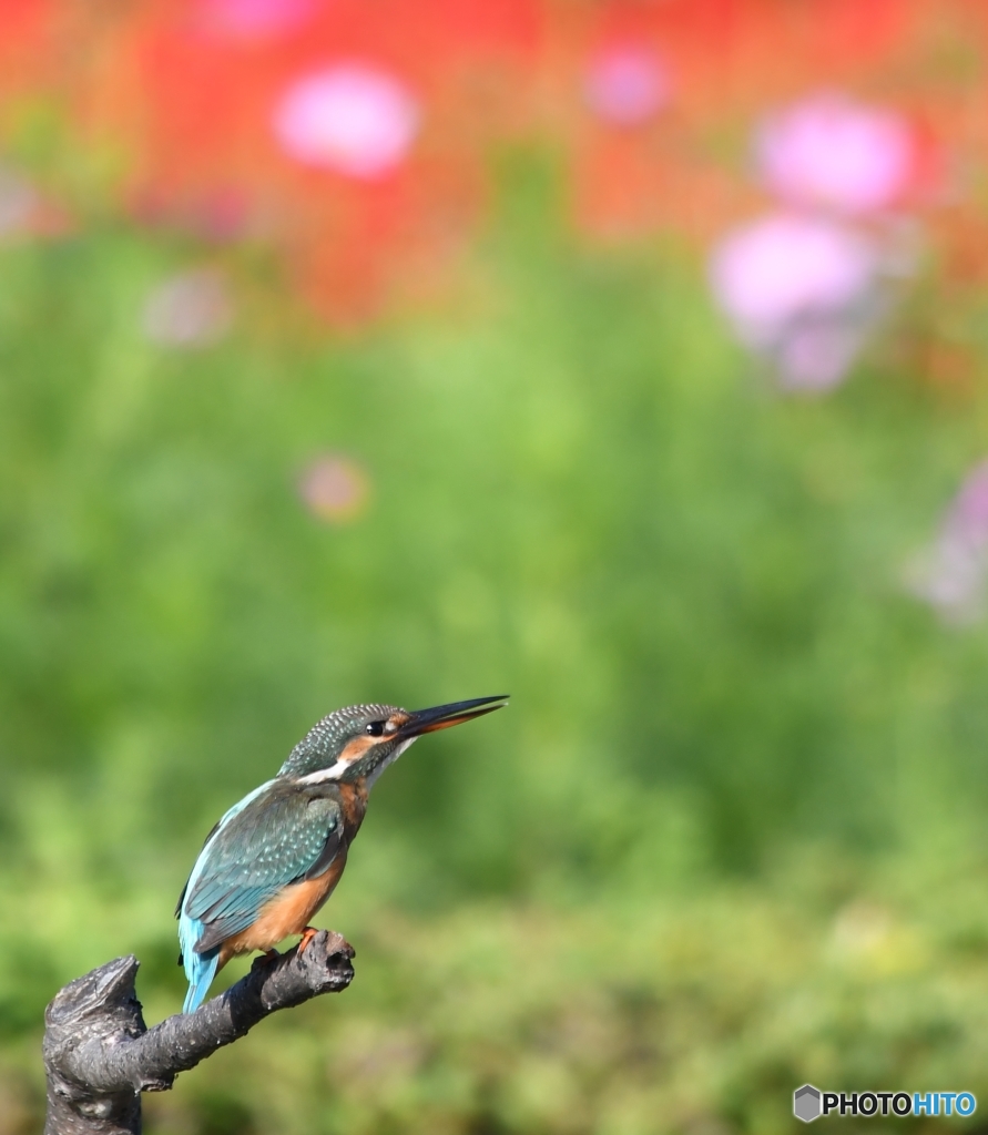 ちよっとだけサルビアをバックに (-"-;A ...アセアセ。