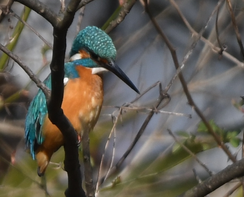 これからは君の池みたいだね (''◇'')ゞ。