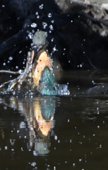 Kingfisher dive scene Take 03
