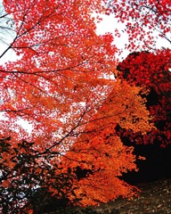 平林寺の紅葉