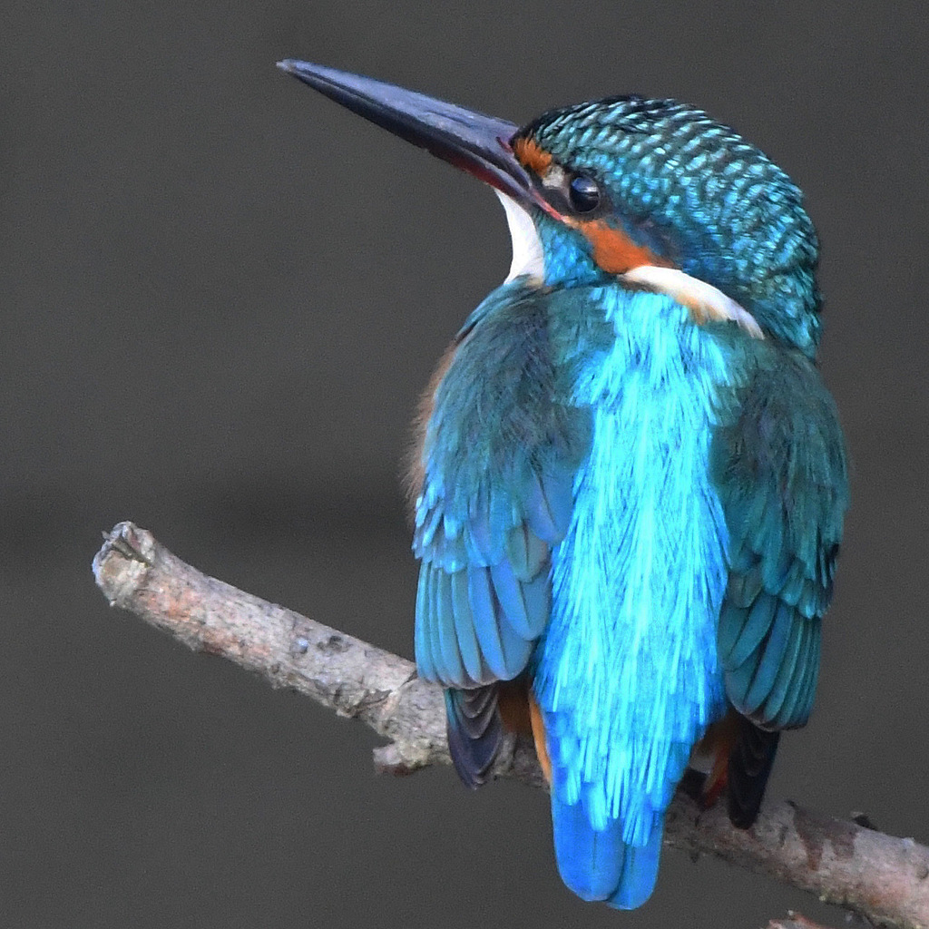 カワセミ (''◇'')ゞ